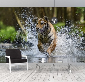 Picture of Siberian Tiger hunting in the river